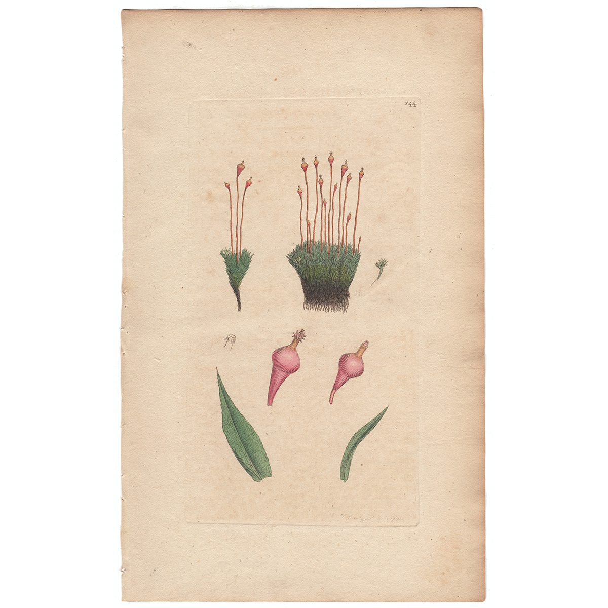 Sowerby Botany Plate 144 Purple Splachnum