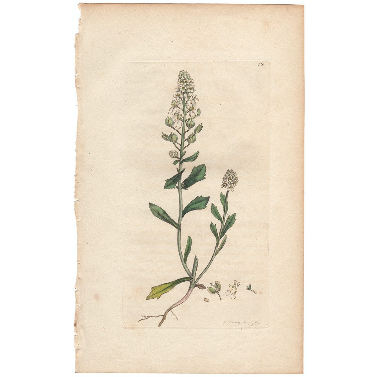 Sowerby Botany Plate 52 Bitter Candy tuft