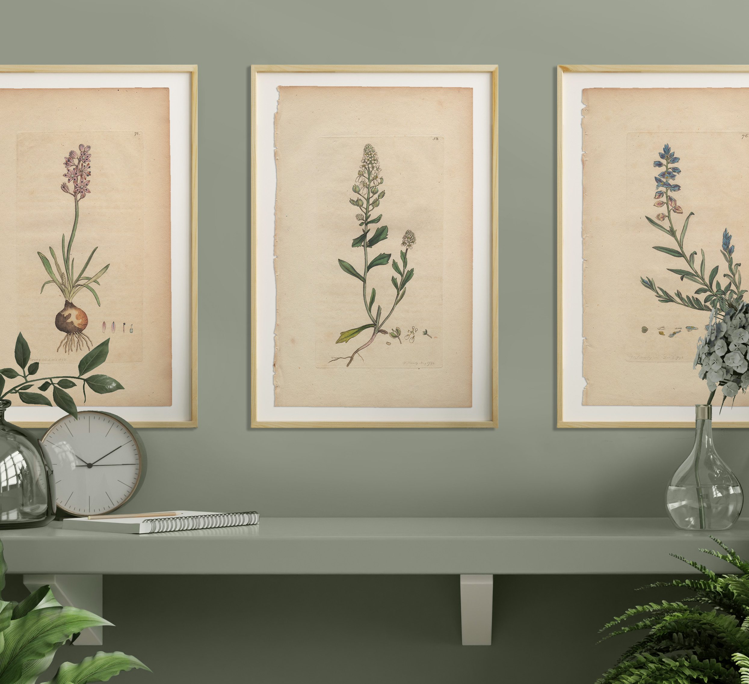 Sowerby Botany Plate 52 Bitter Candy tuft - Image 4