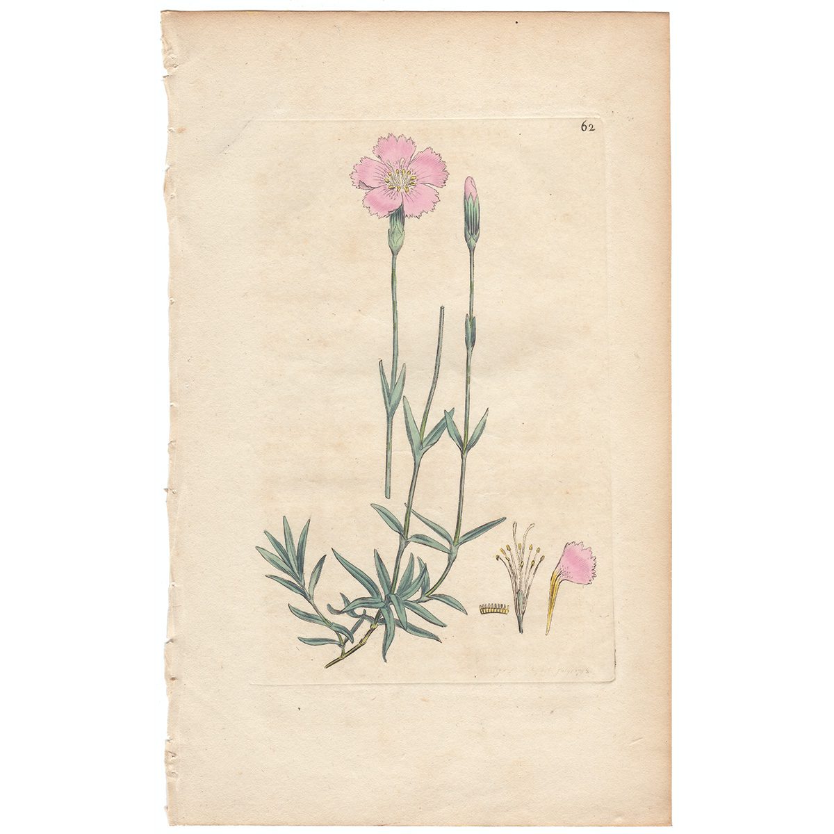 Sowerby Botany Plate 62 Mountain Pink