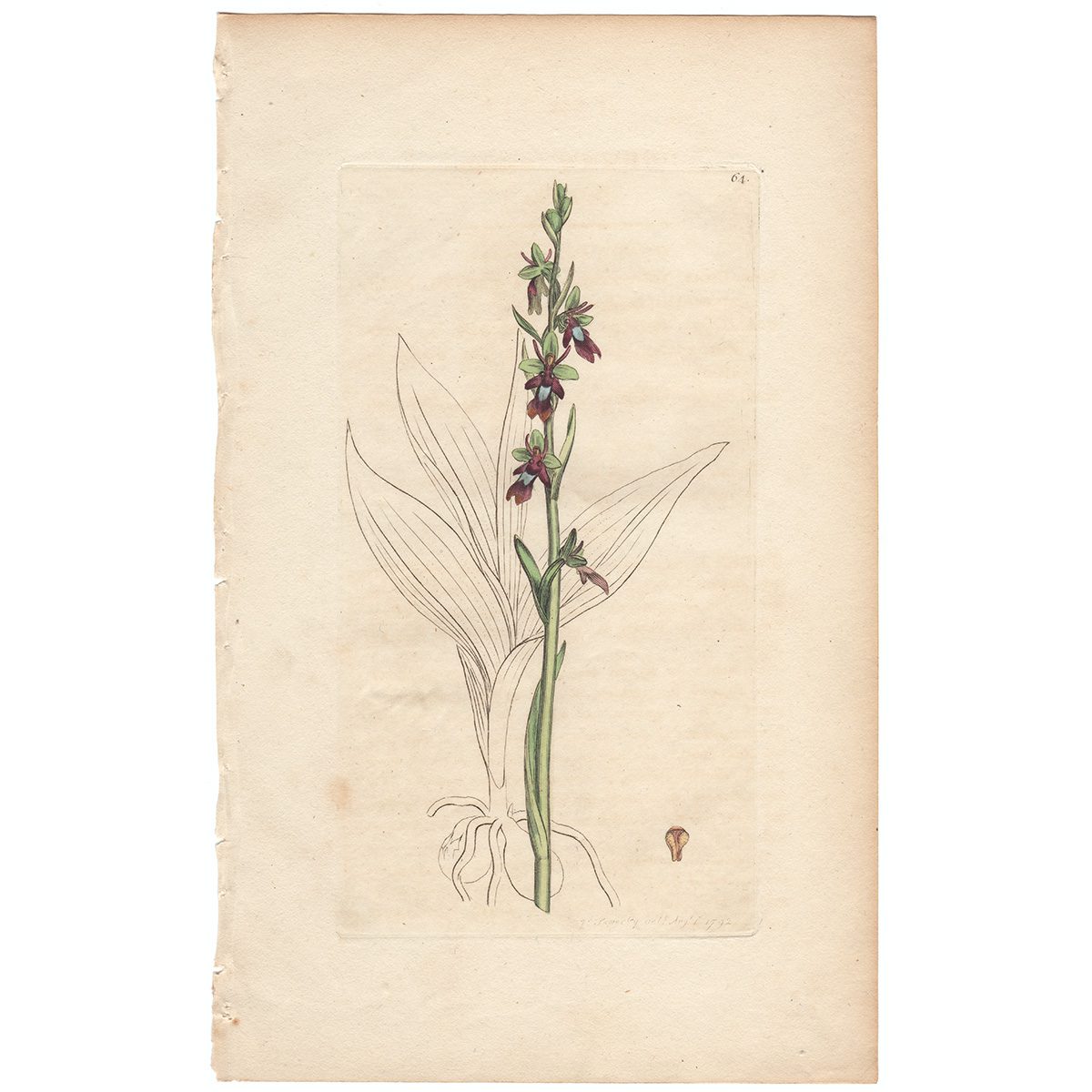 Sowerby Botany Plate 64 Fly Orchis