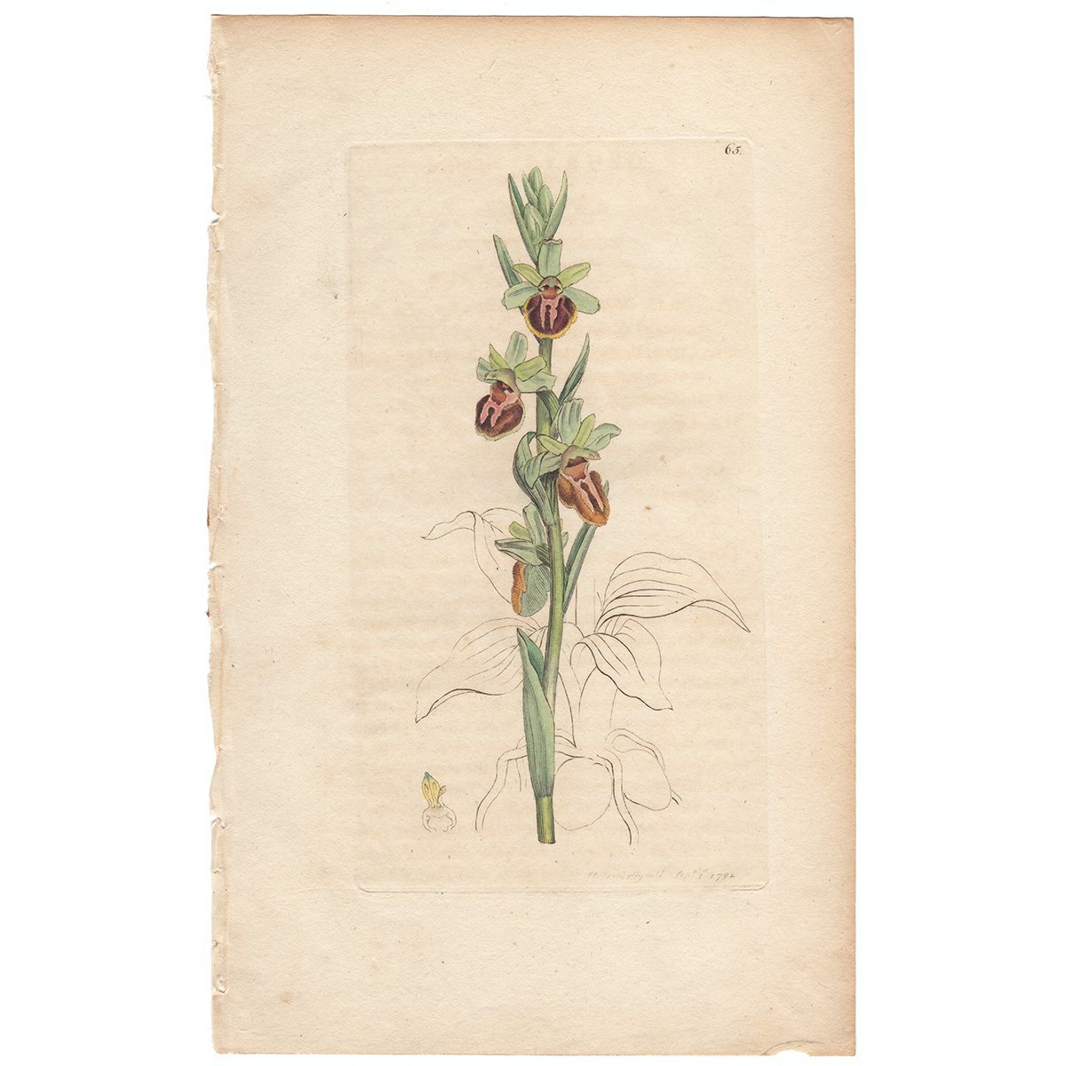 Sowerby Botany Plate 65 Spider Orchis