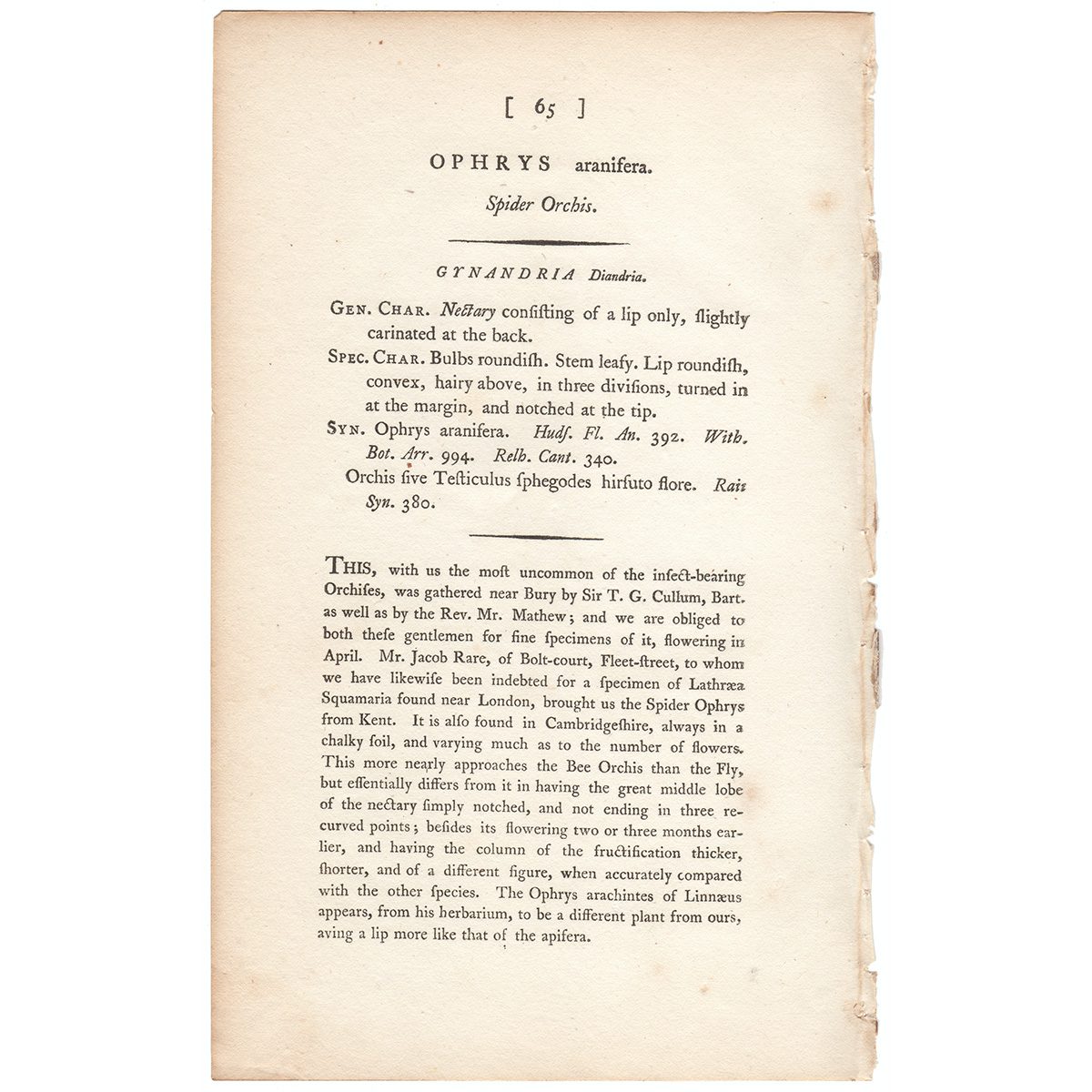 Sowerby Botany Plate 65 Spider Orchis - Image 3