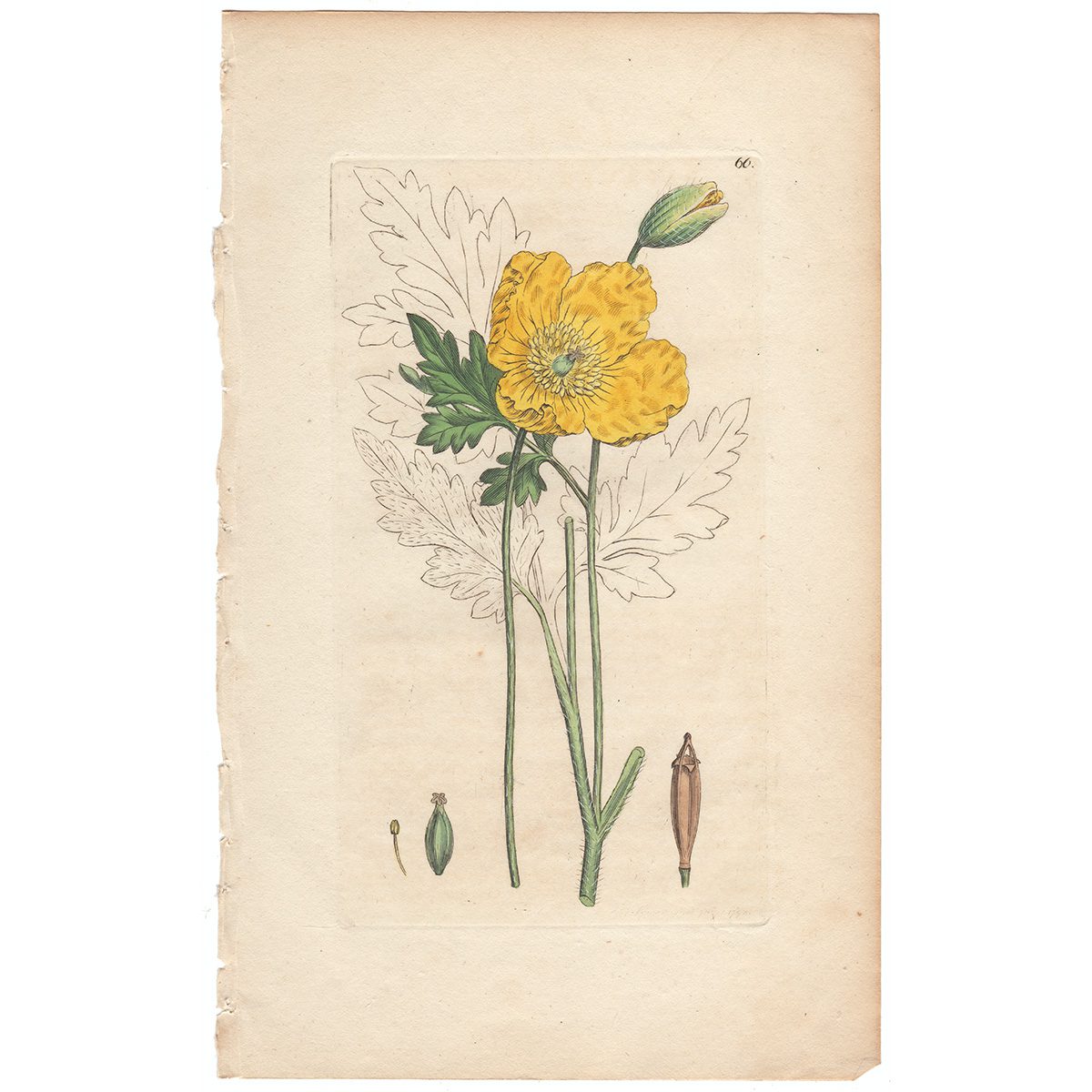 Sowerby Botany Plate 66 Yellow Poppy