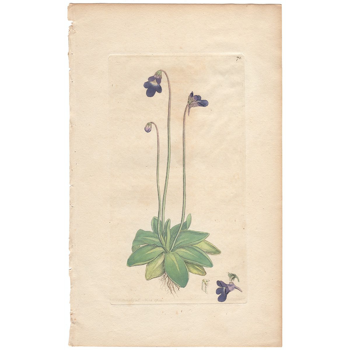 Sowerby Botany Plate 70 Common Butter-wort