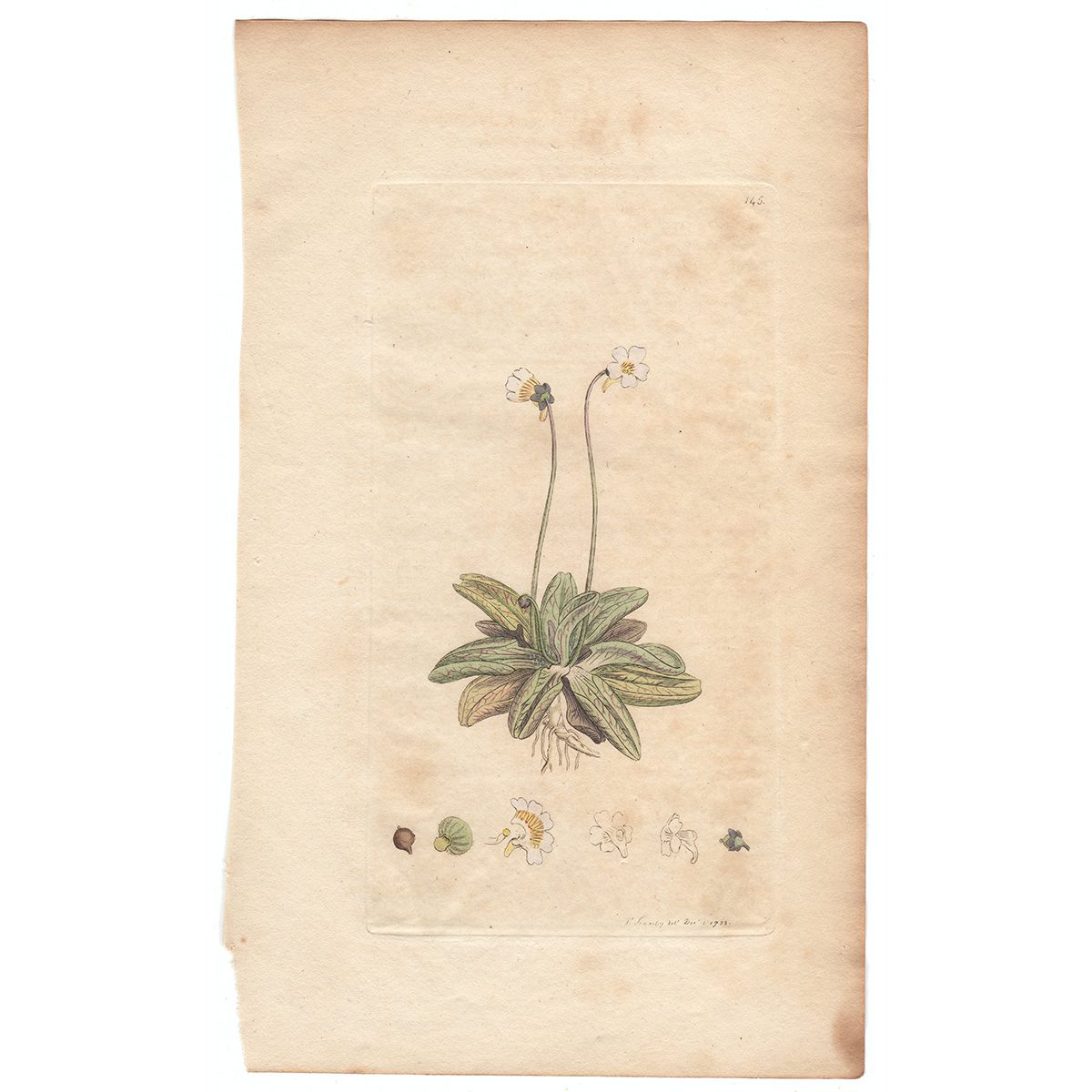 Sowerby Botany Plate 145 Pale Butter-wort