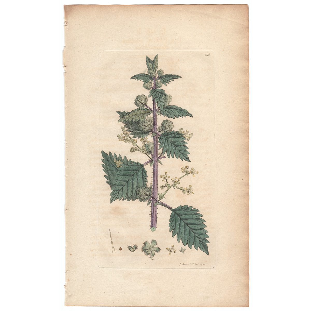 Sowerby Botany Plate 148 Roman Nettle
