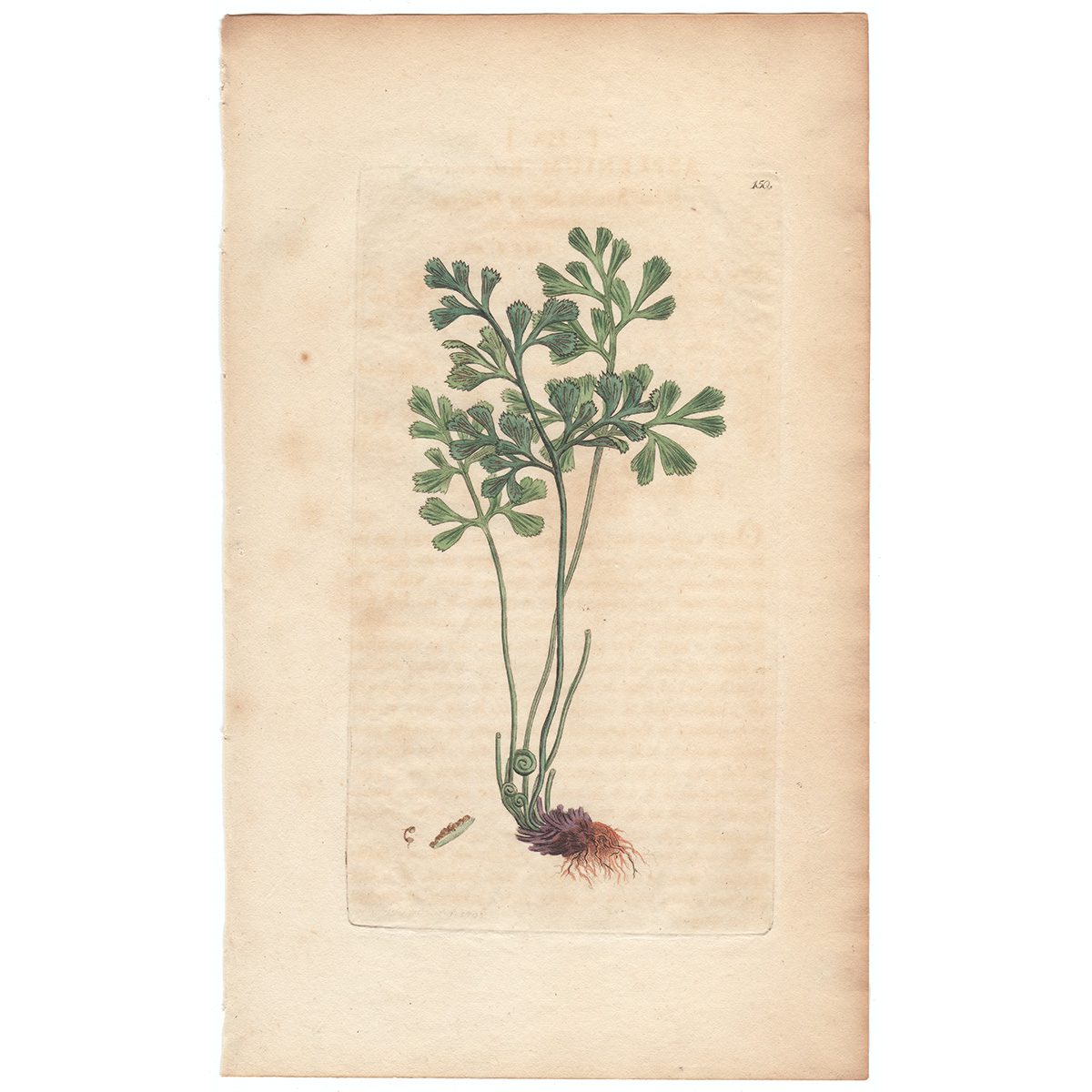 Sowerby Botany Plate 150 White Maiden-hair or Wall-rue