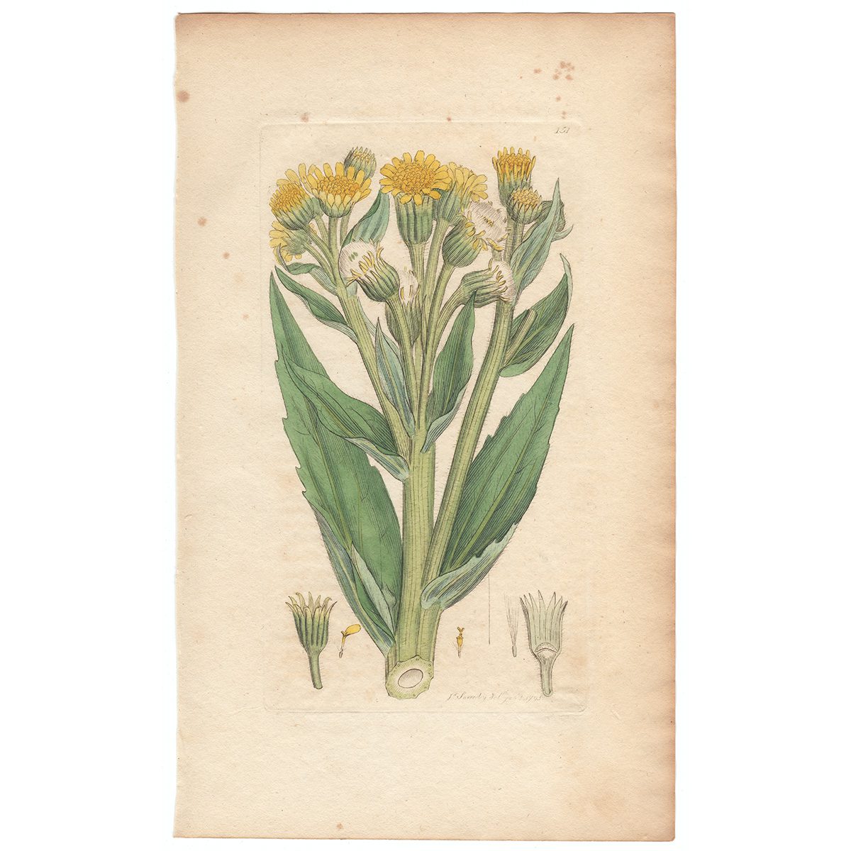 Sowerby Botany Plate 151 Marsh Flea-wort