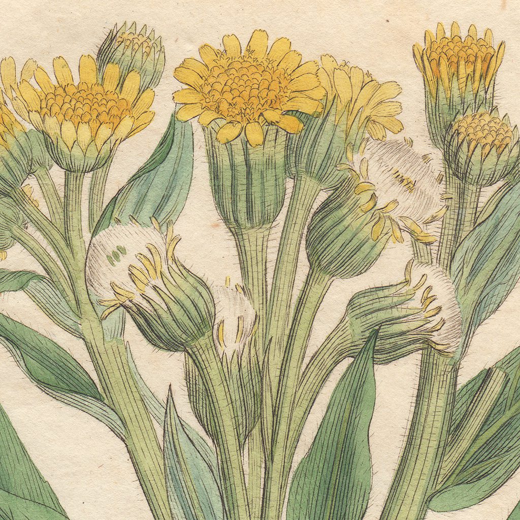 James Sowerby English Botany