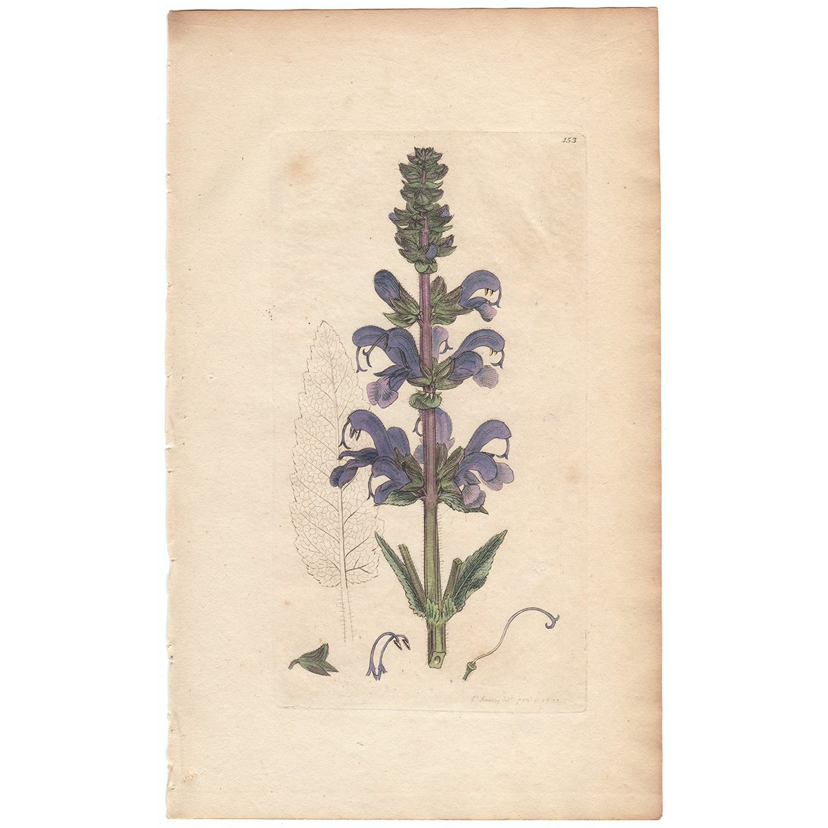 Sowerby Botany Plate 153 Meadow Clary