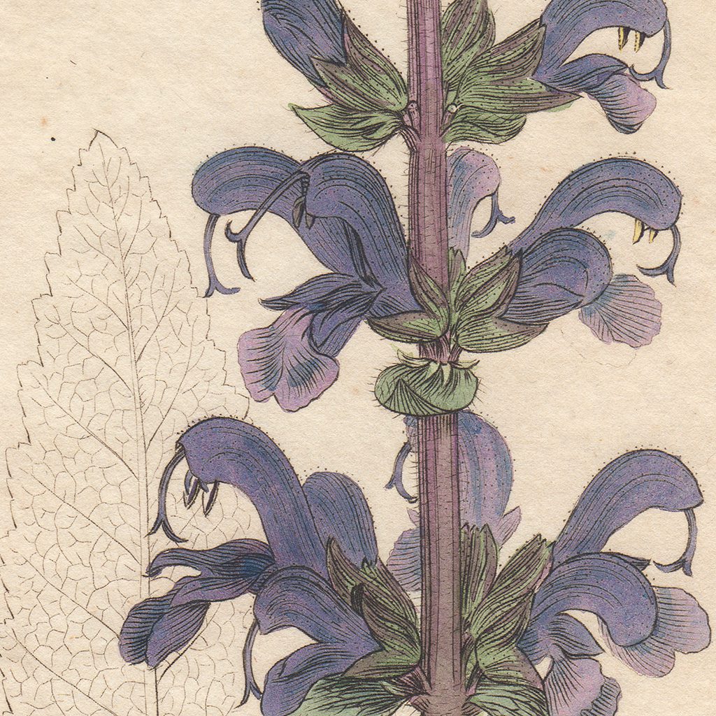 James Sowerby English Botany