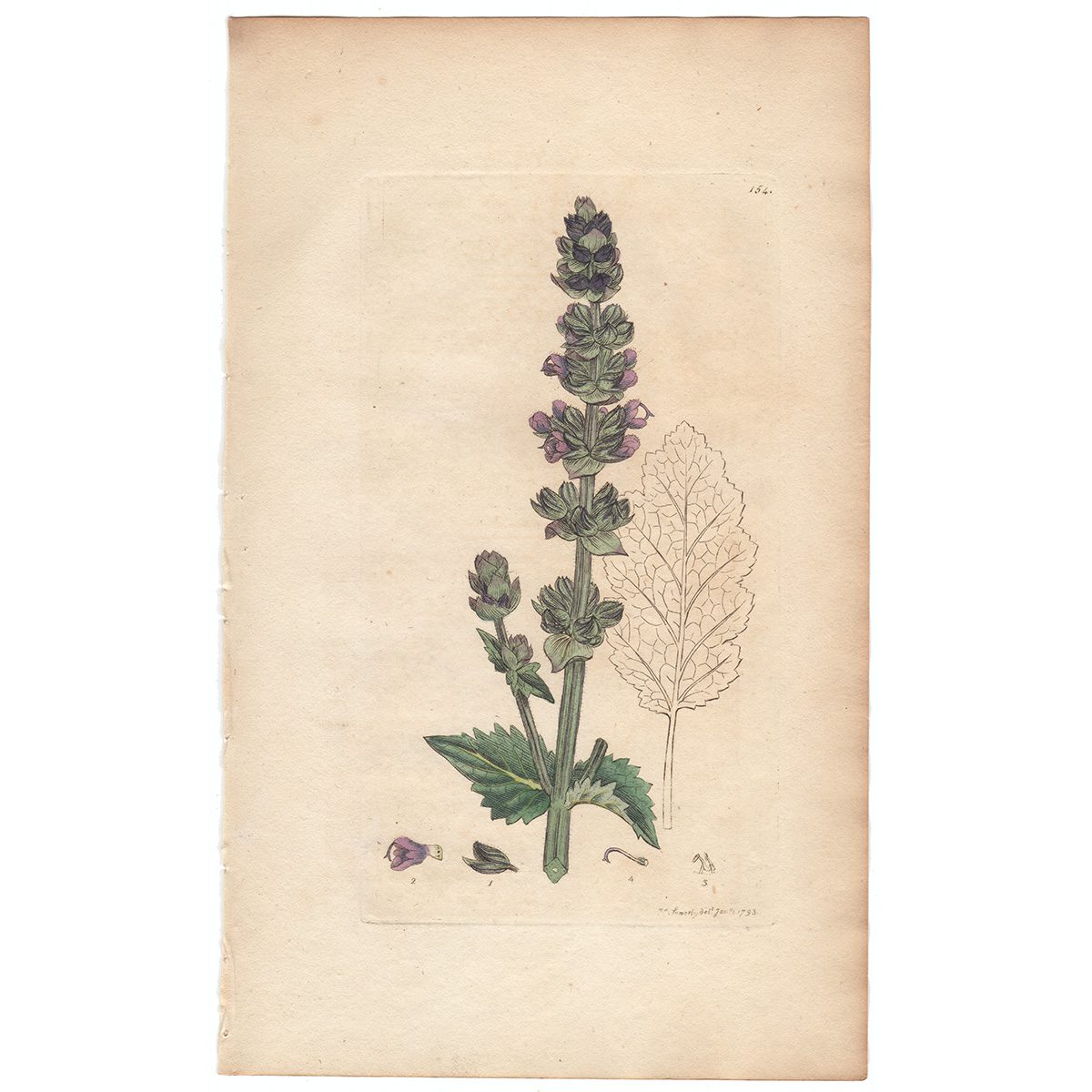 Sowerby Botany Plate 154 Wild English Clary