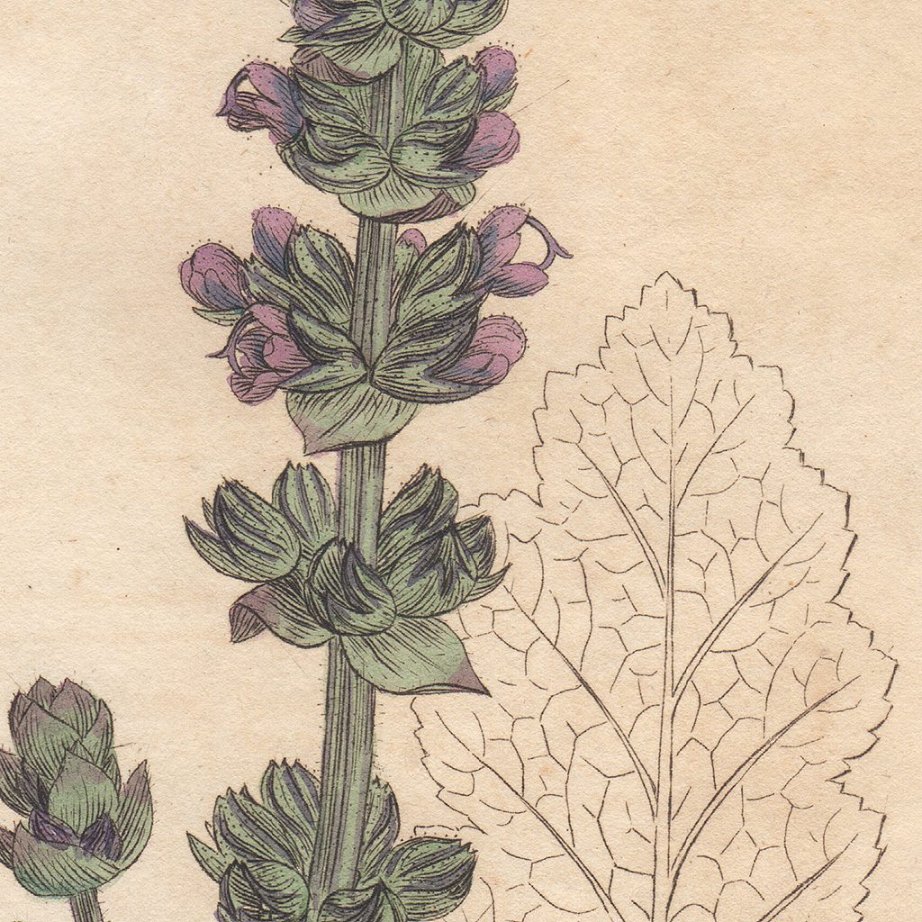 James Sowerby English Botany