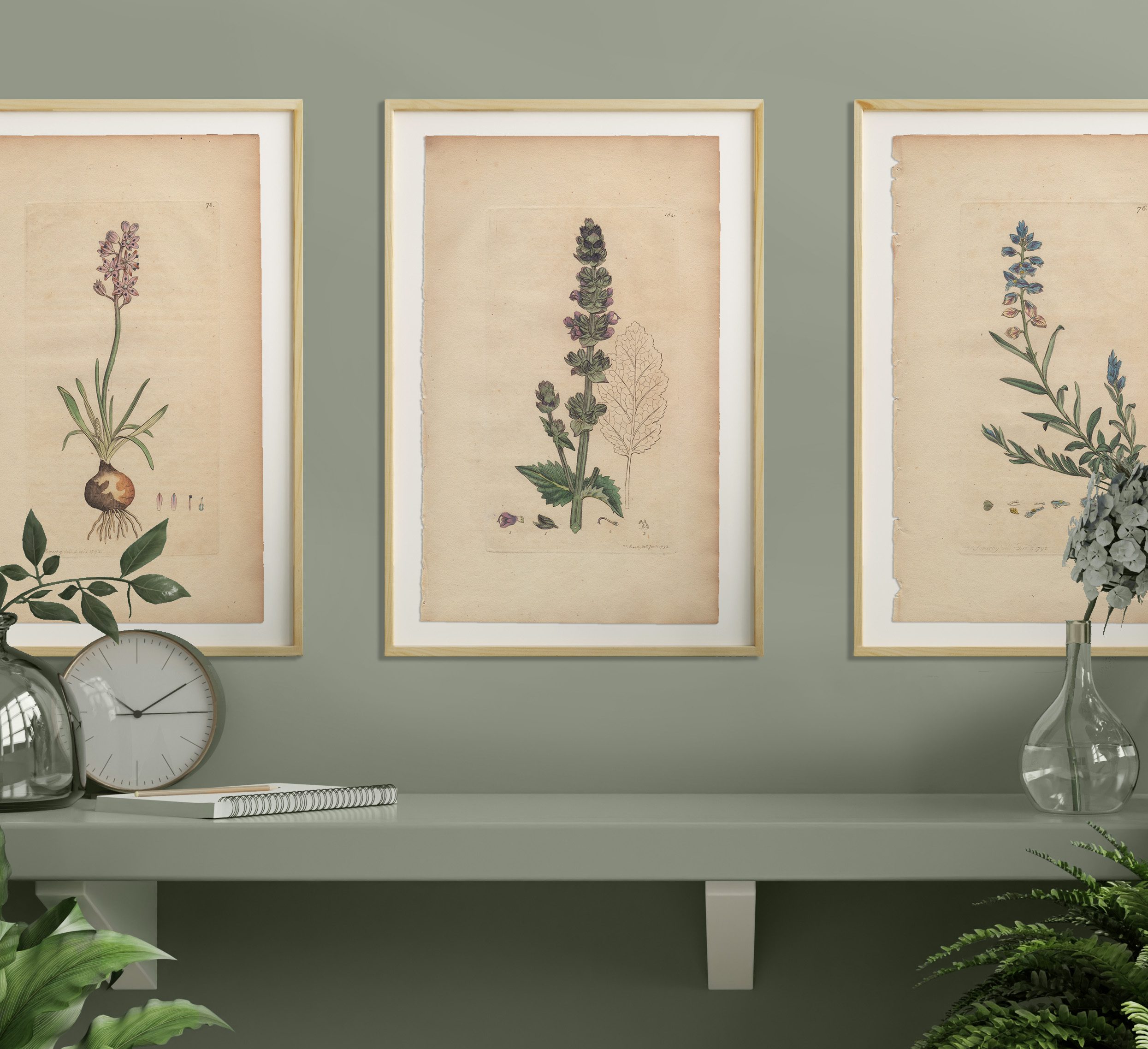 James Sowerby English Botany