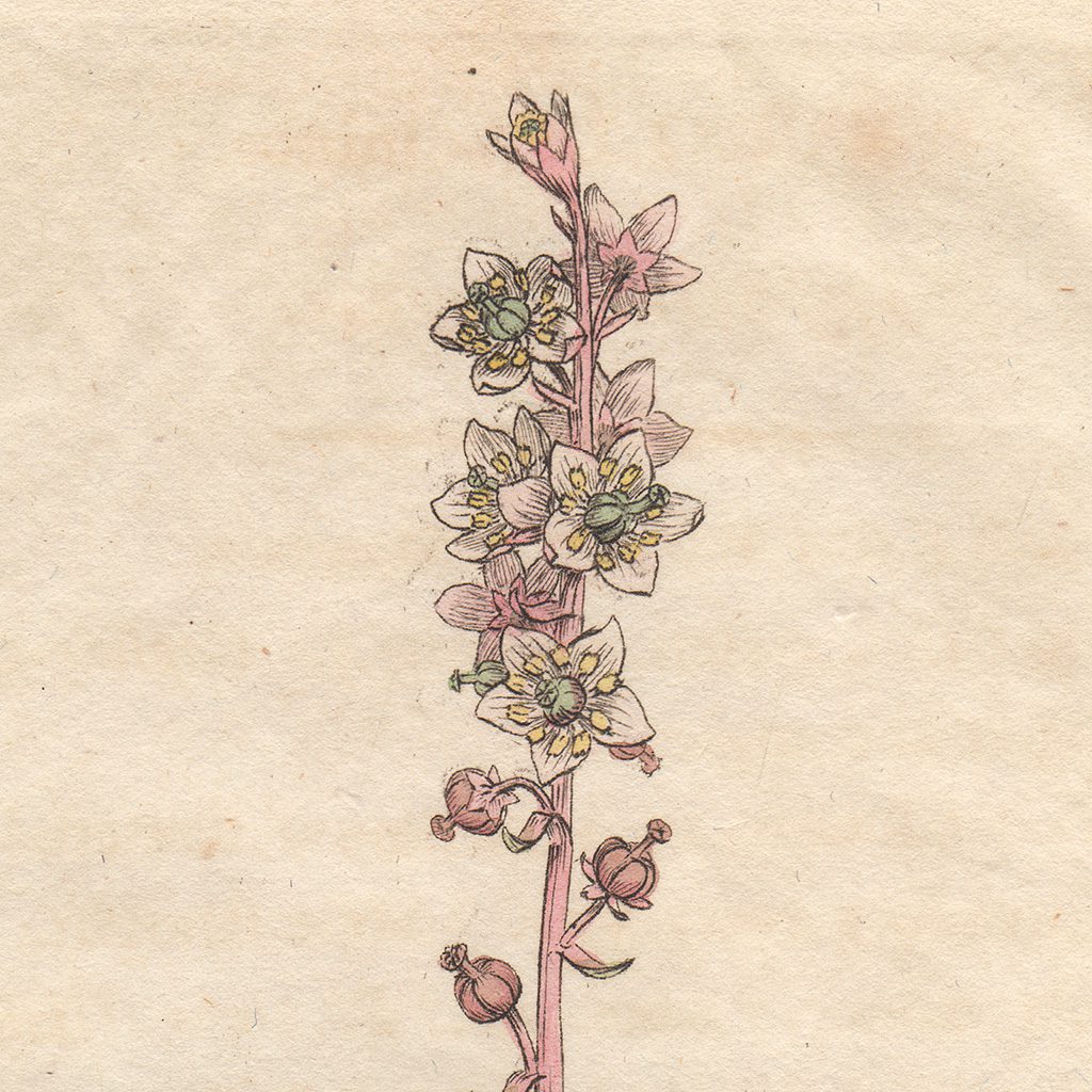 James Sowerby English Botany