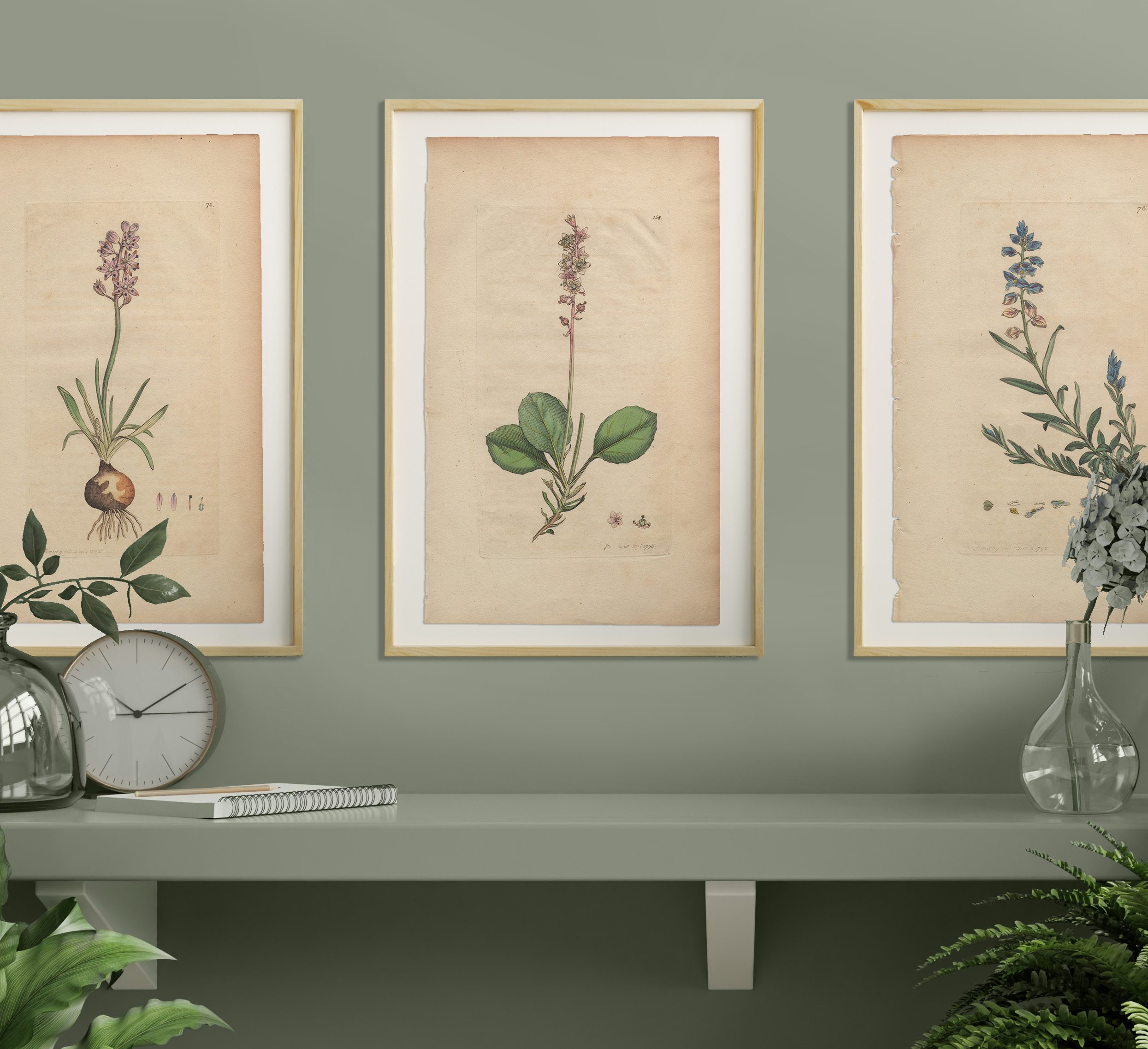 James Sowerby English Botany