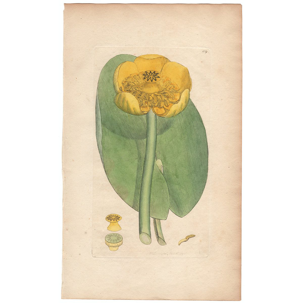 Sowerby Botany Plate 159 Yellow Water-Lily