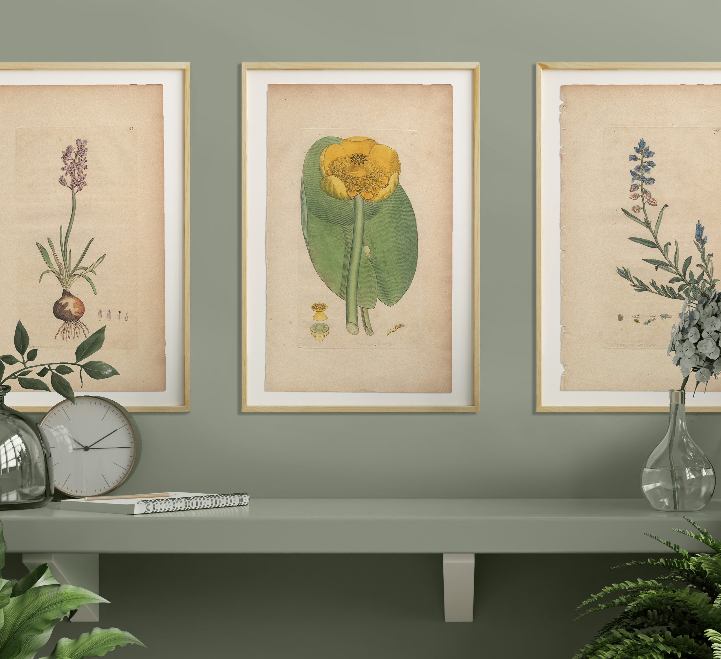 James Sowerby English Botany