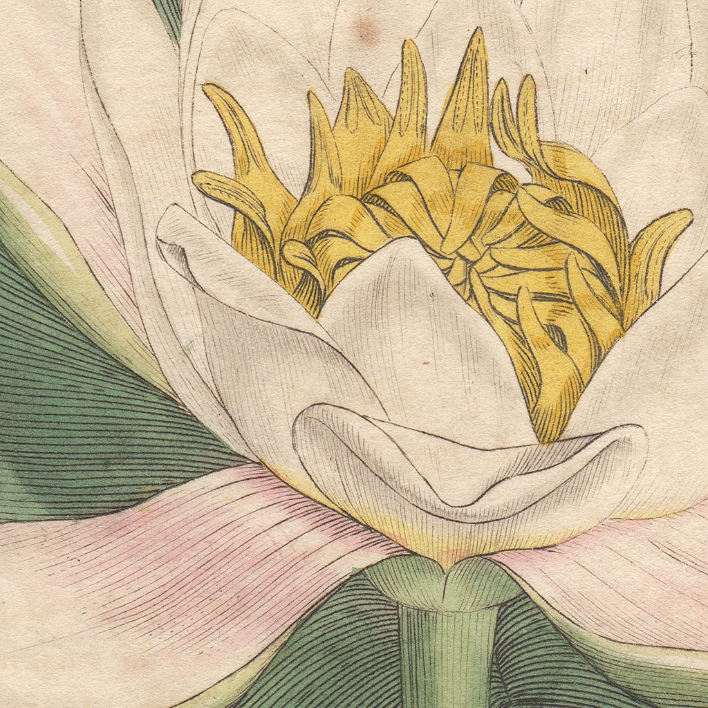 James Sowerby English Botany