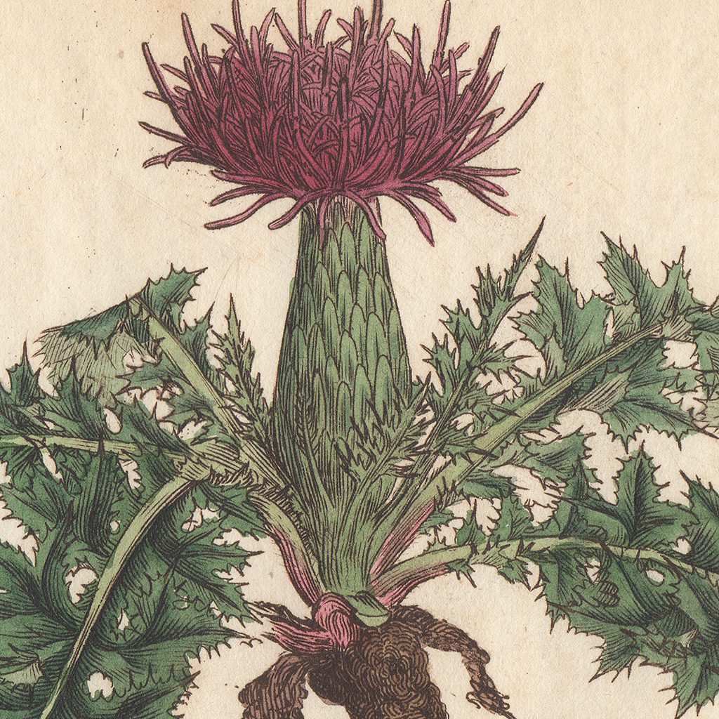 James Sowerby English Botany