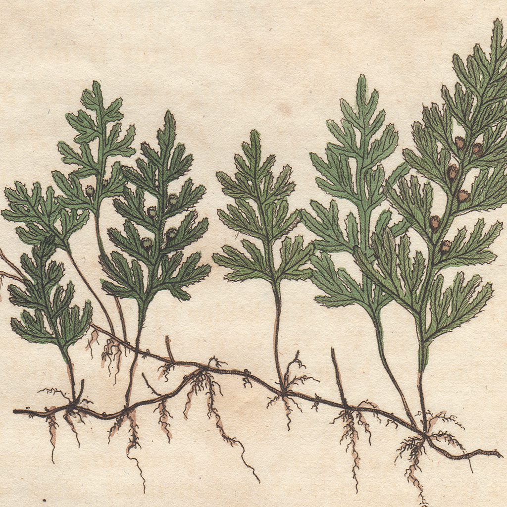 James Sowerby English Botany