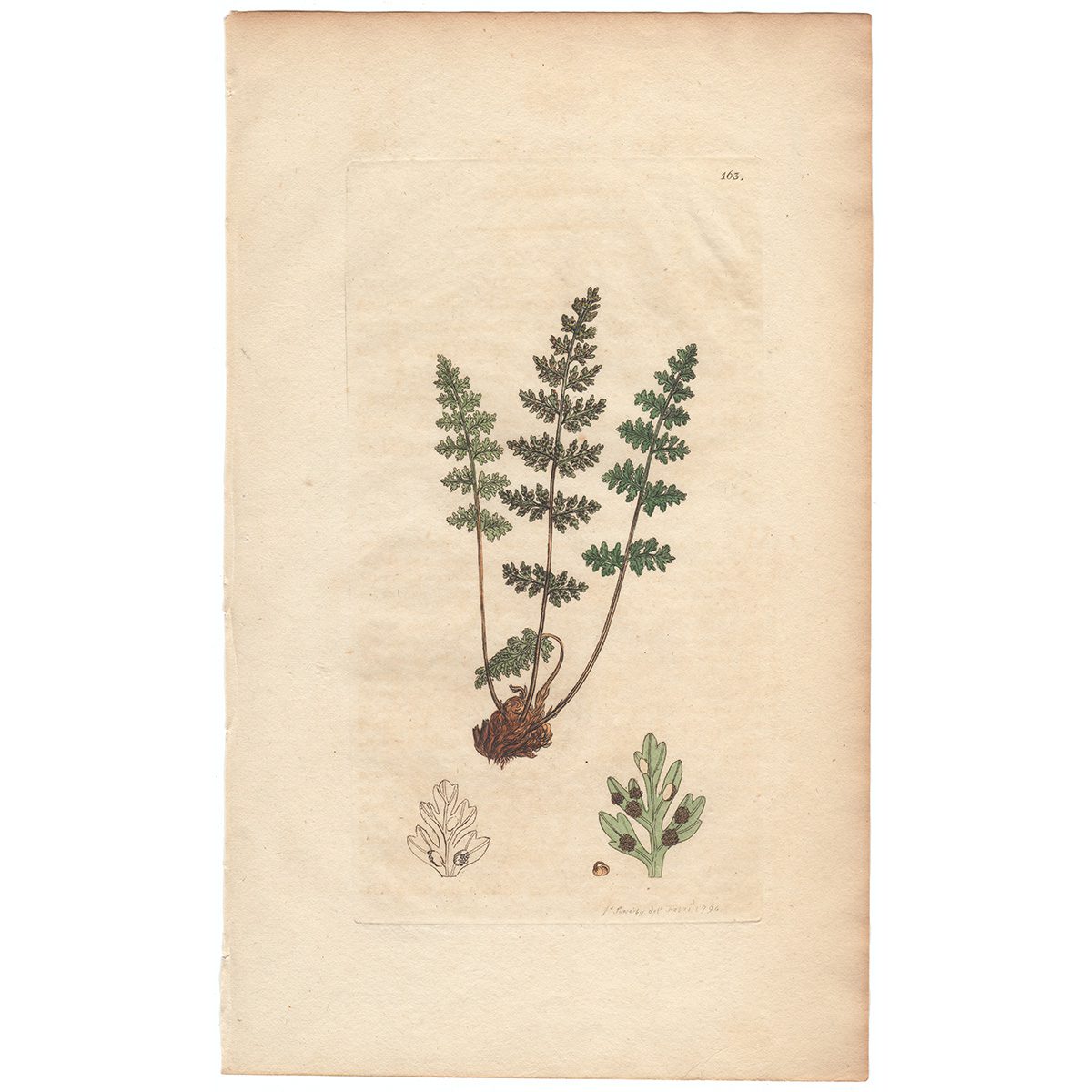 Sowerby Botany Plate 163 Laciniated Cup-fern