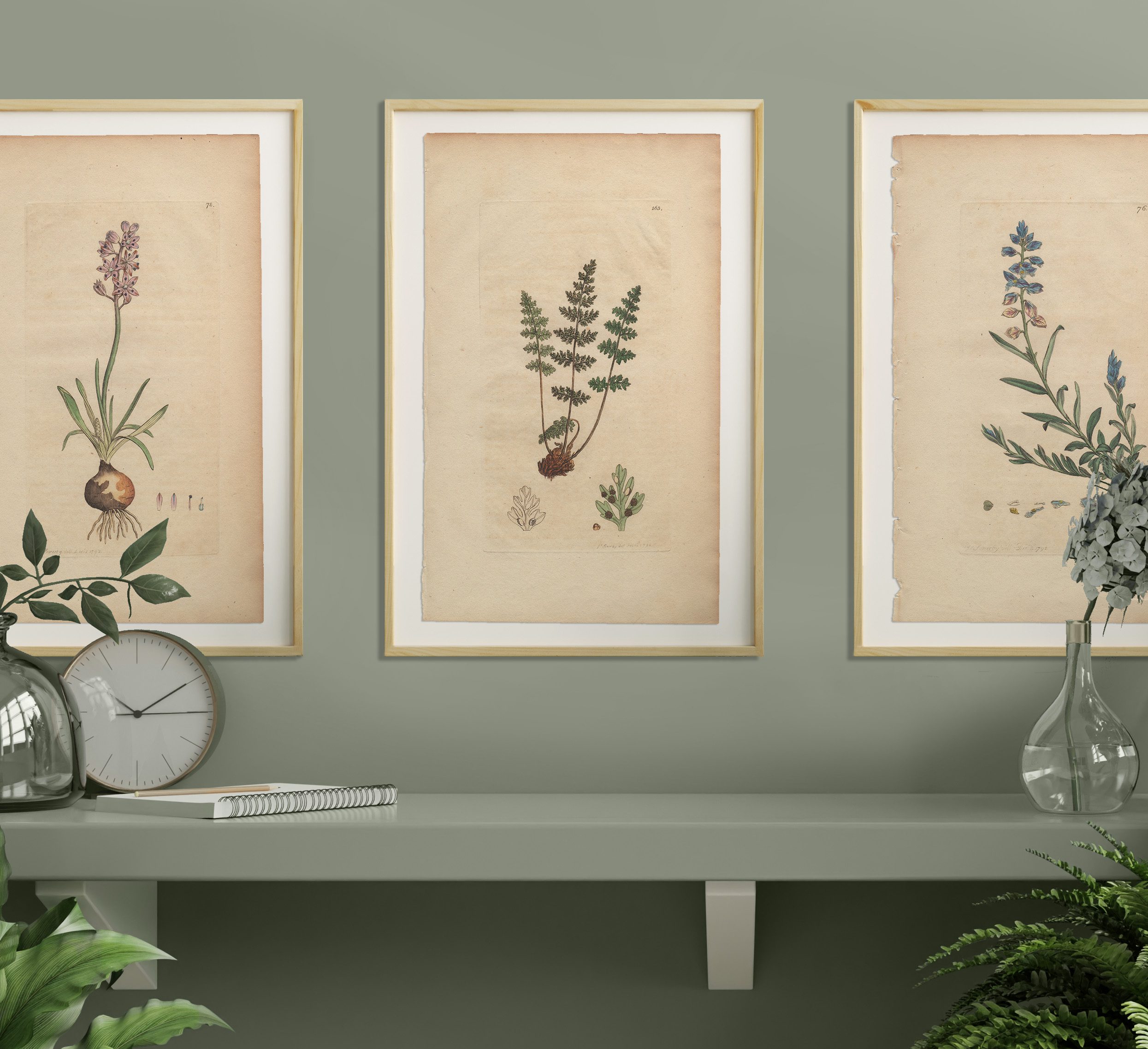 James Sowerby English Botany