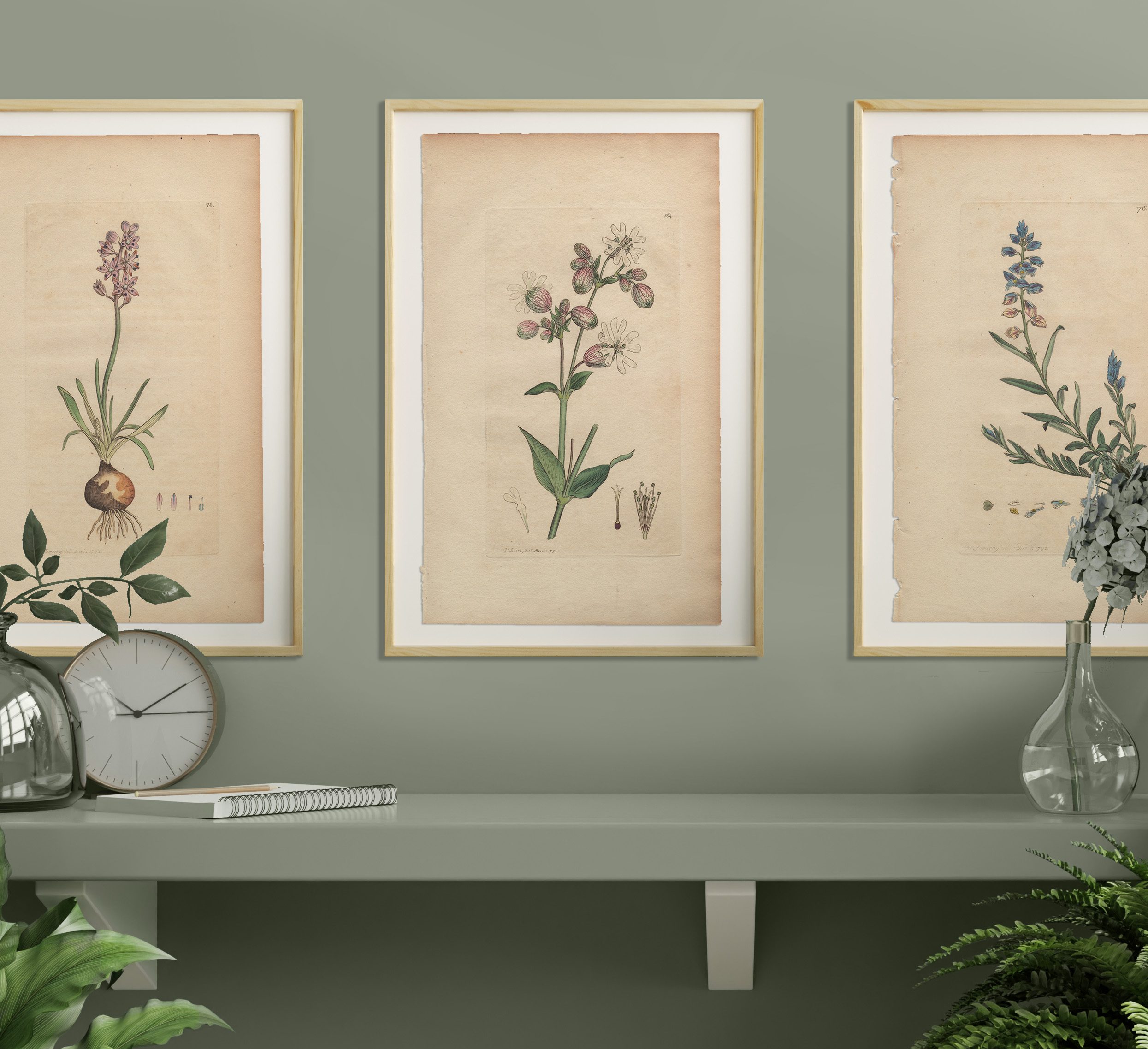 James Sowerby English Botany