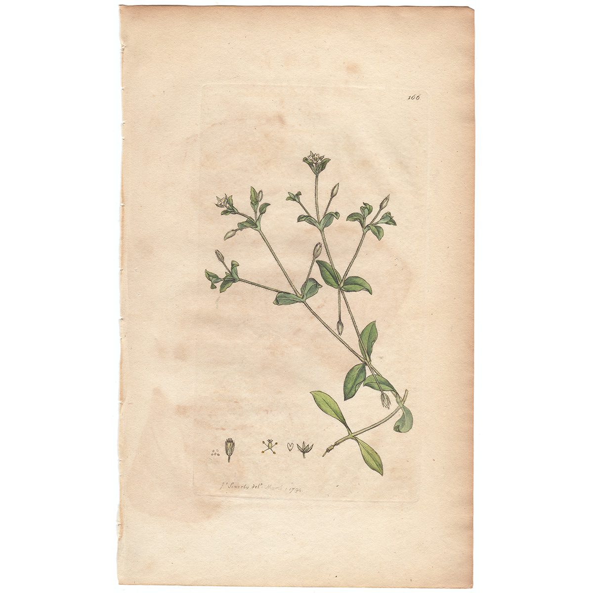 Sowerby Botany Plate 166 Mouse-ear Pearl-wort