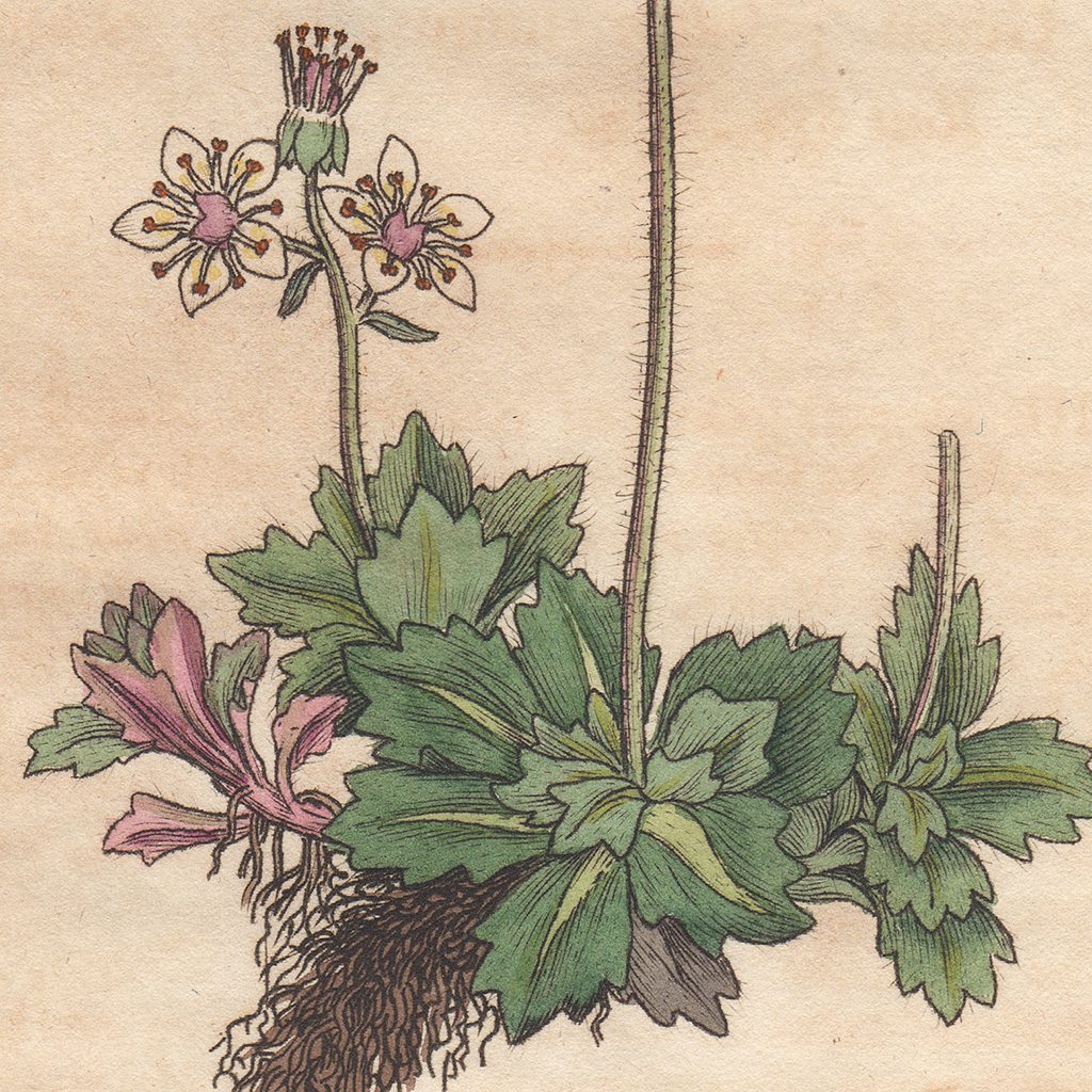 James Sowerby English Botany