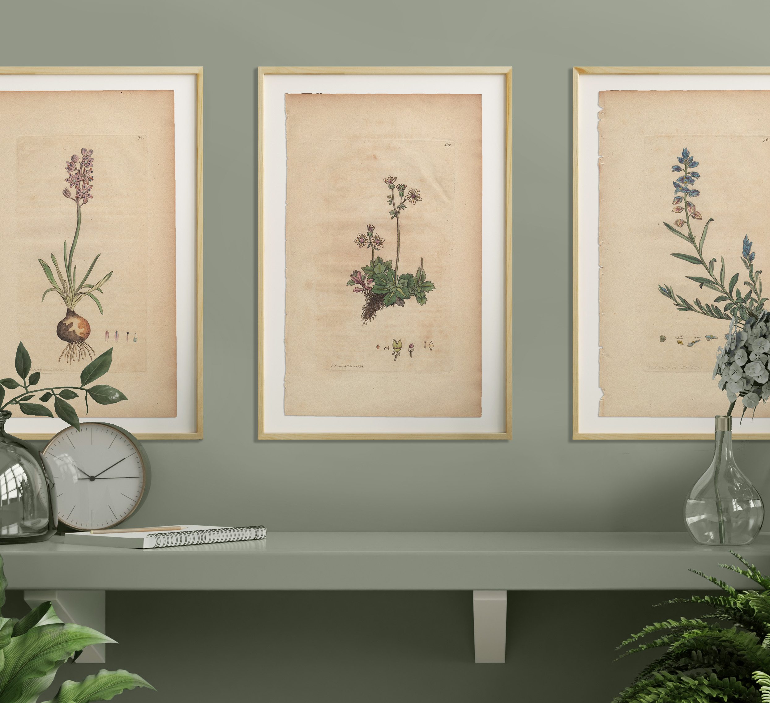 James Sowerby English Botany