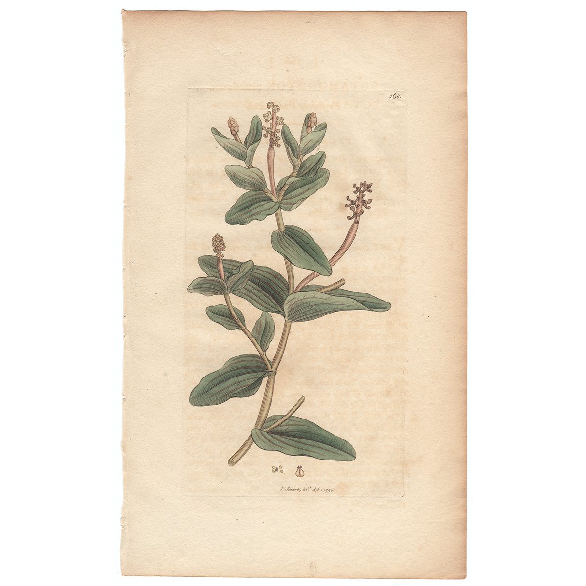 Sowerby Botany Plate 168 Perfoliate Pond-weed