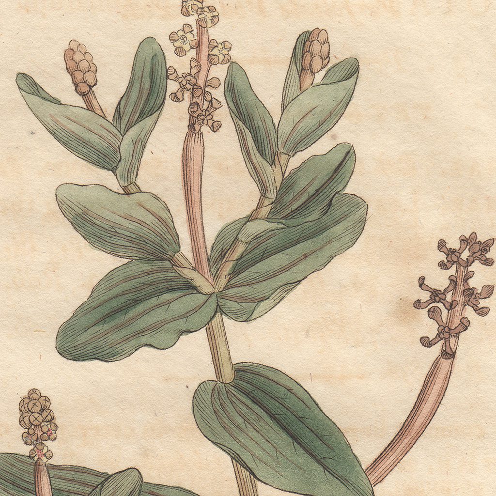 James Sowerby English Botany