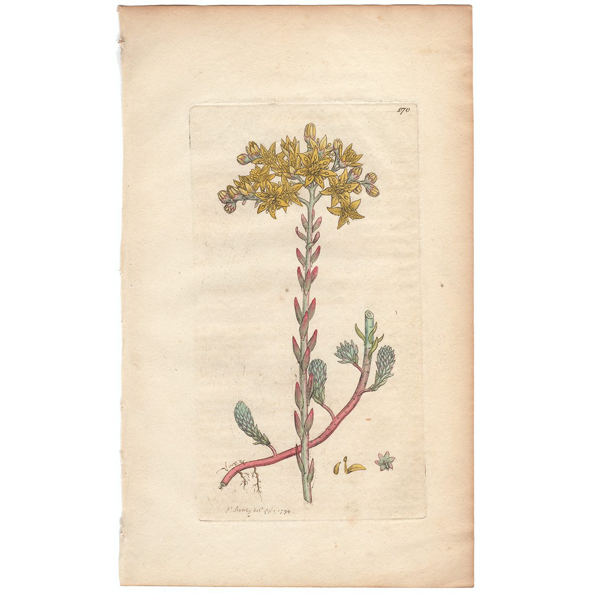 Sowerby Botany Plate 170 Rock Stonecrop