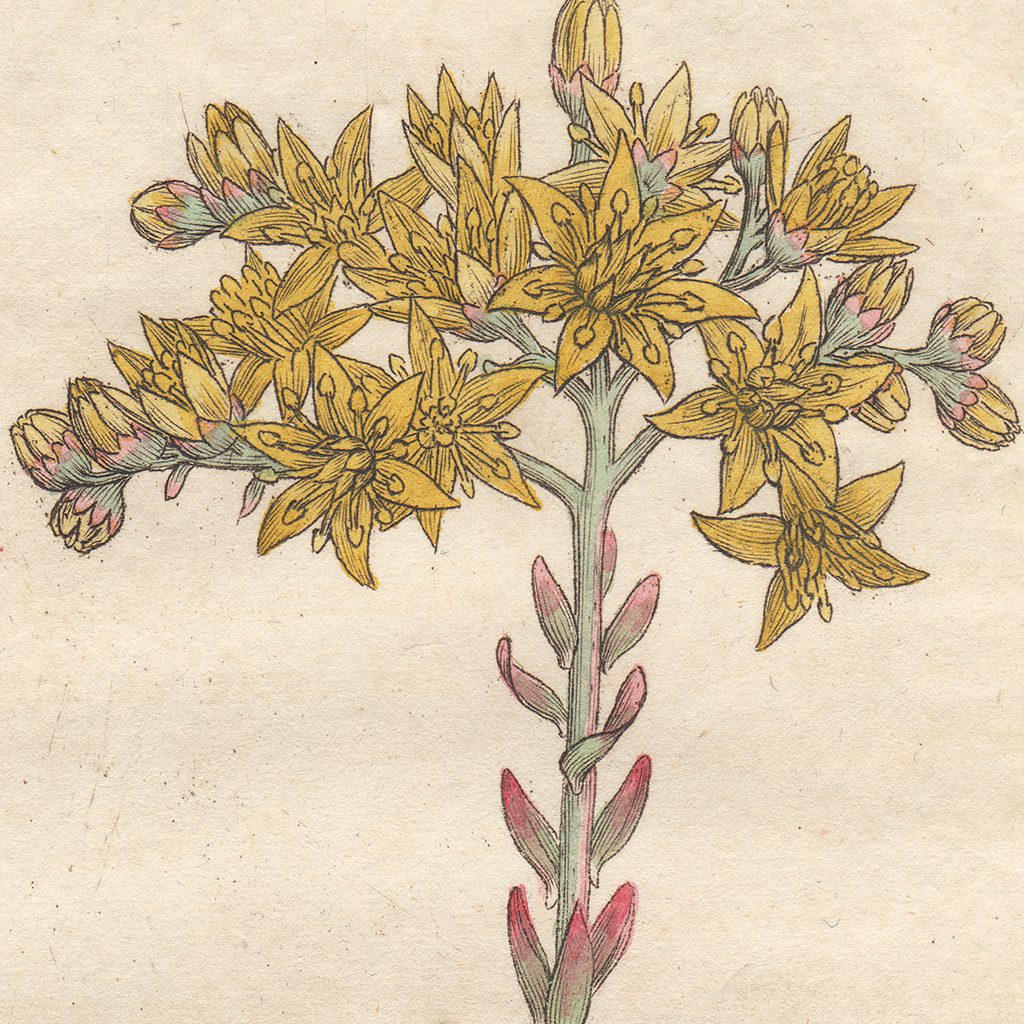 James Sowerby English Botany