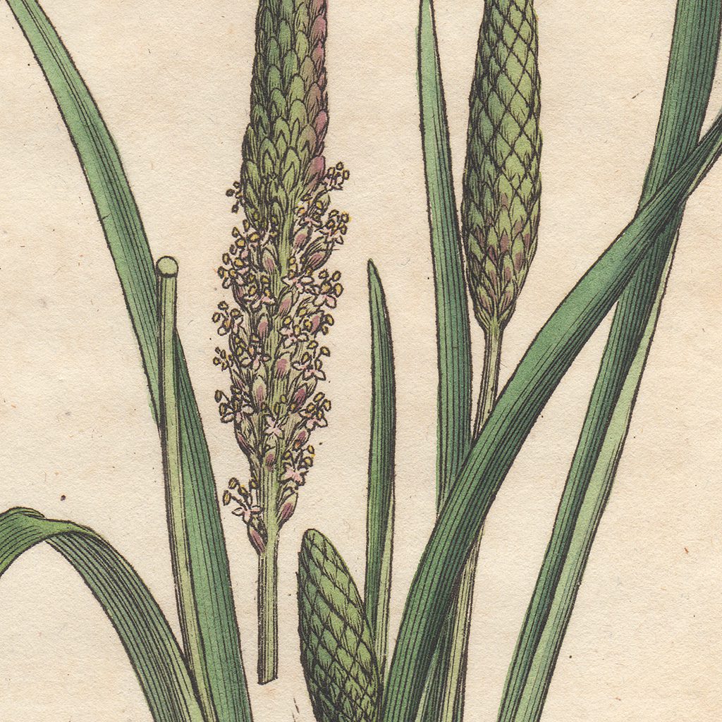 James Sowerby English Botany