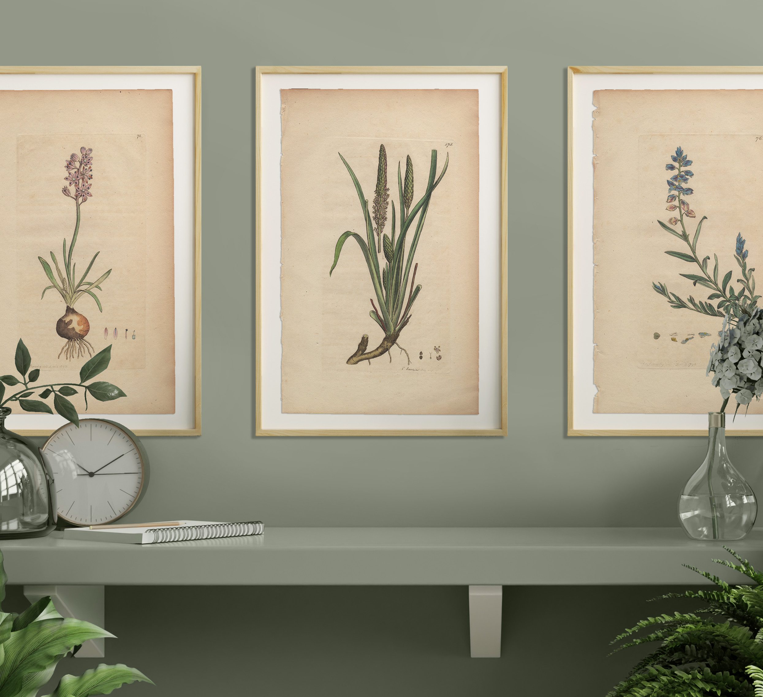 James Sowerby English Botany