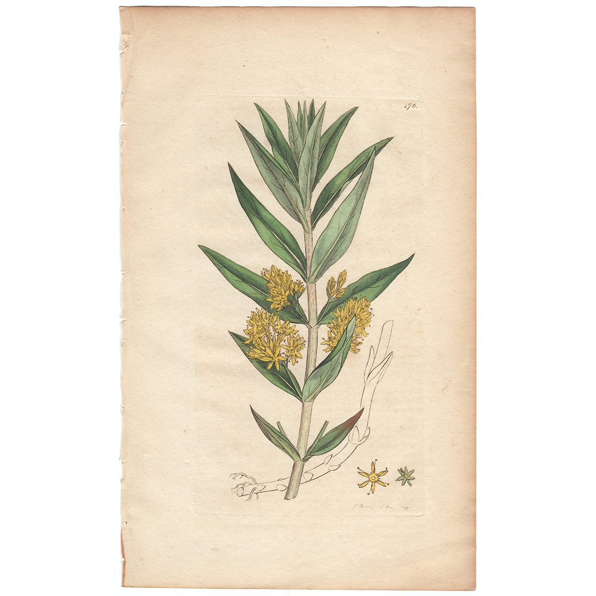 Sowerby Botany Plate 176 Tufted Loosestrife