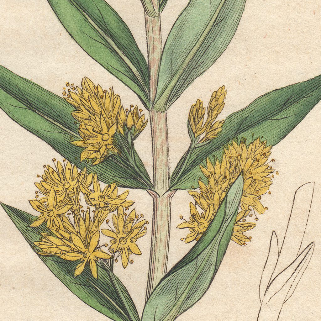 James Sowerby English Botany