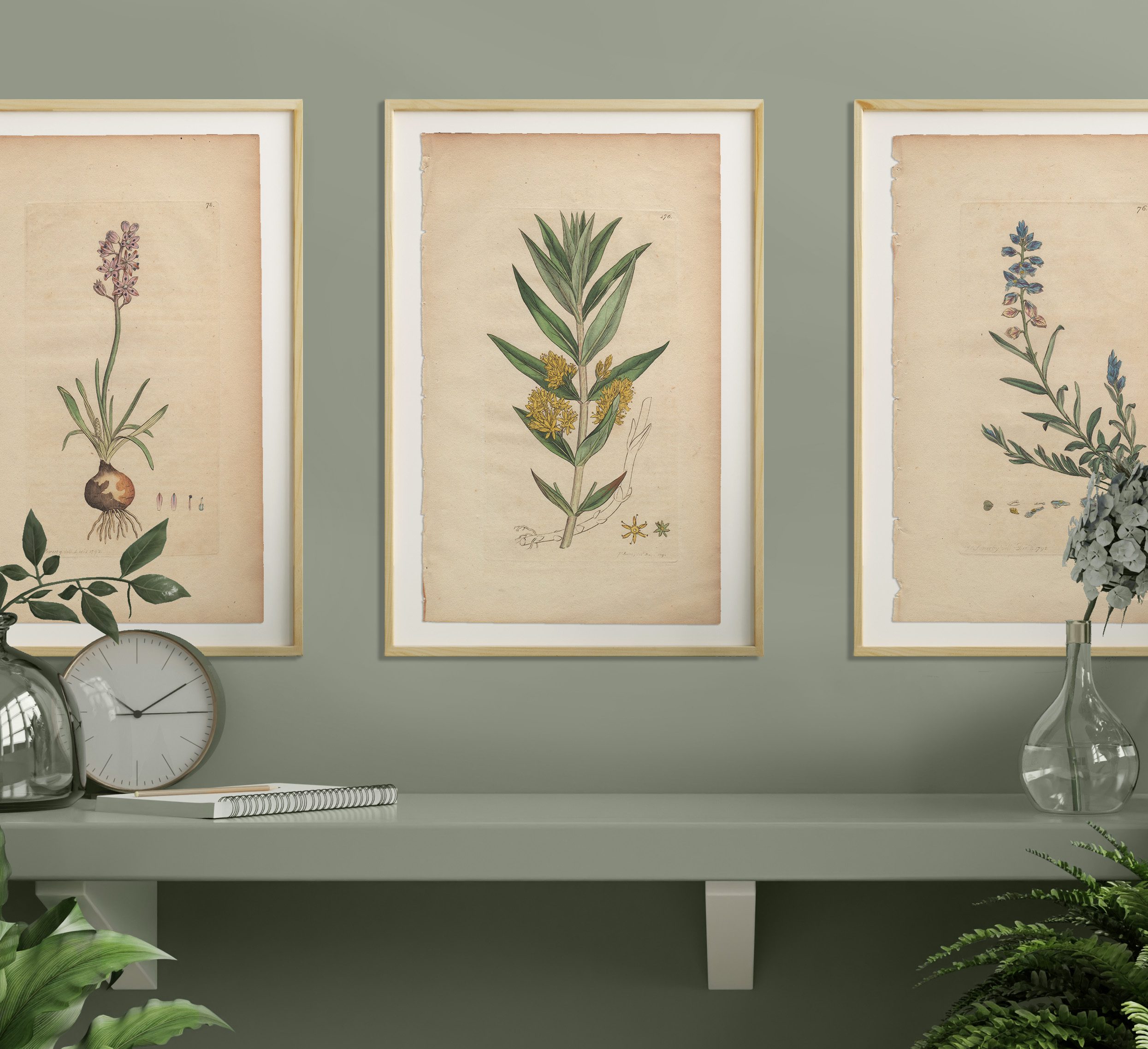 James Sowerby English Botany