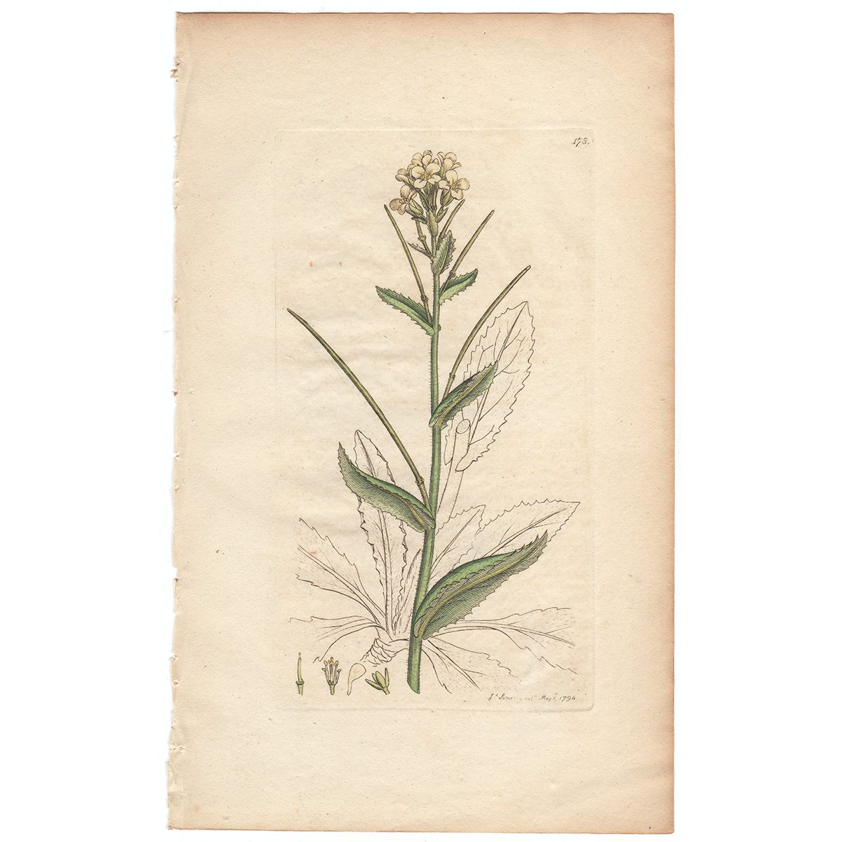 Sowerby Botany Plate 178 Tower Wall-Cress