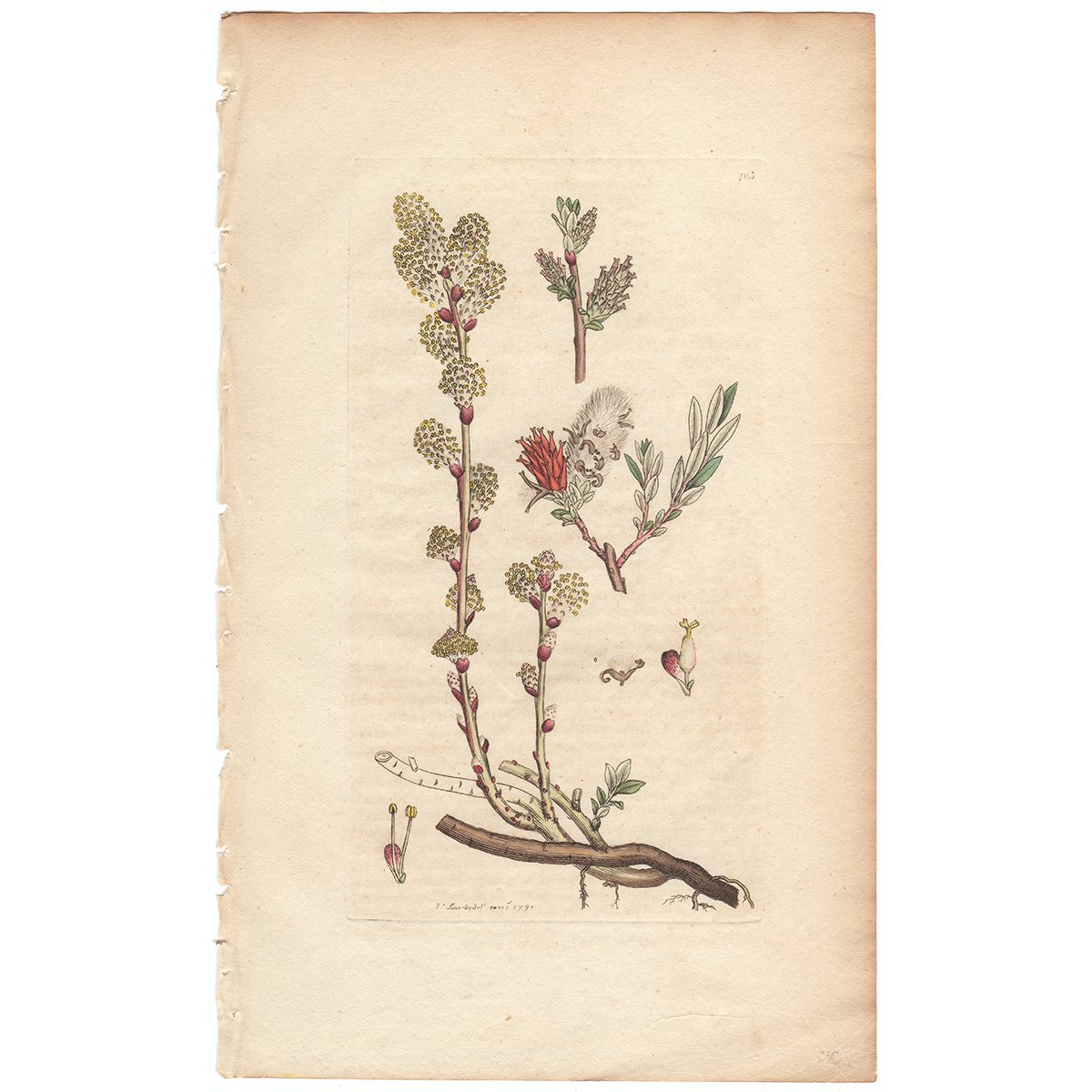 Sowerby Botany Plate 183 Creeping dwarf Willow
