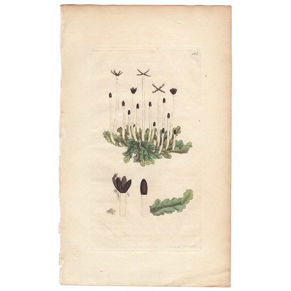 Sowerby Botany Plate 185 Slippery Jungermannia