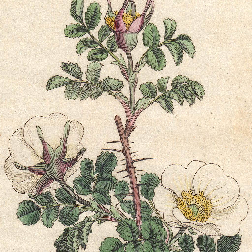 Sowerby Botany Plate 187 Burnet Rose - Image 2