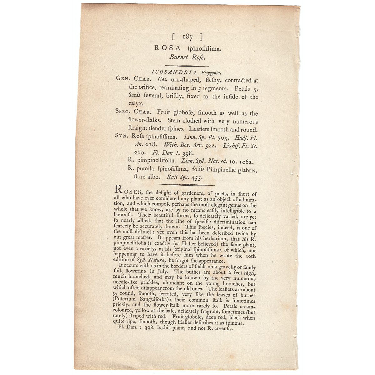 Sowerby Botany Plate 187 Burnet Rose - Image 3