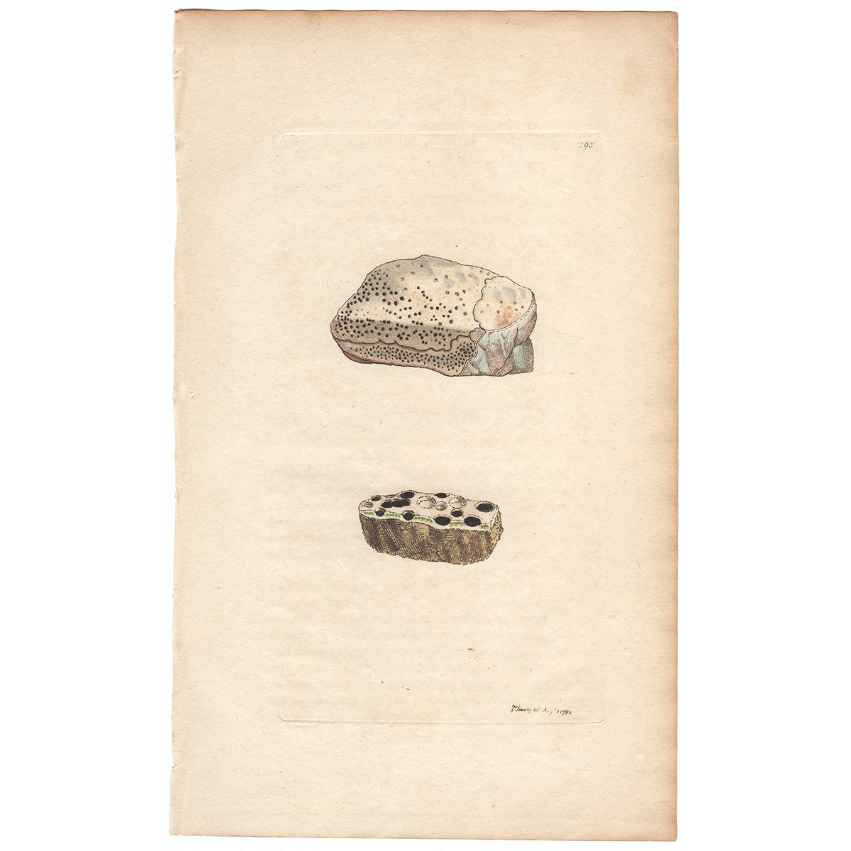 Sowerby Botany Plate 193 Sunk Lichen