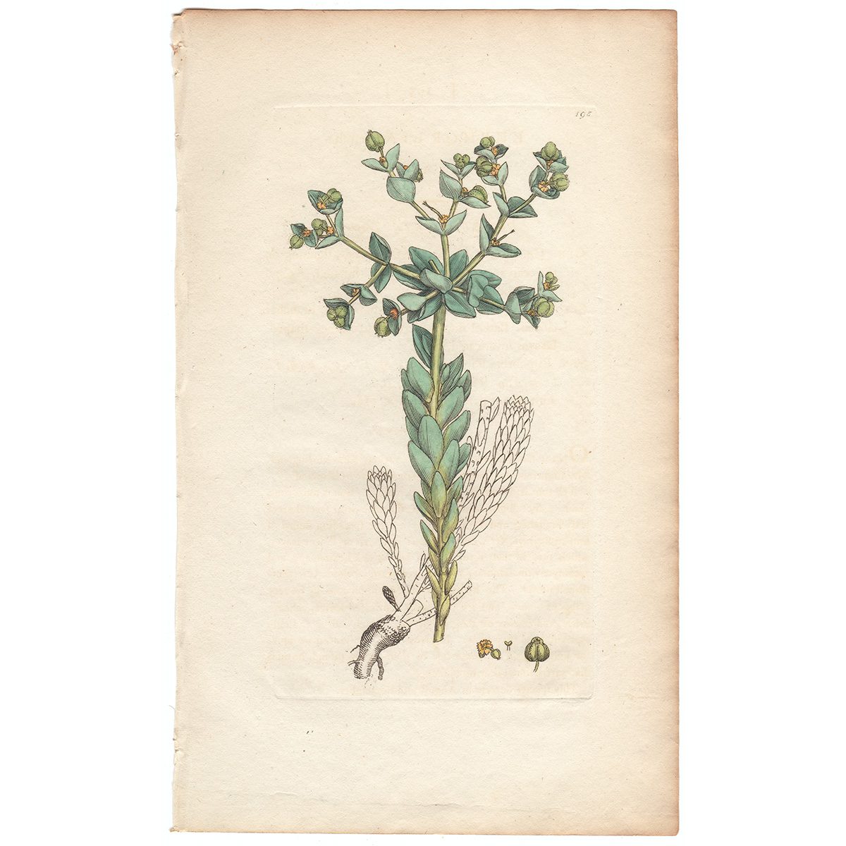 Sowerby Botany Plate 195 Sea Spurge