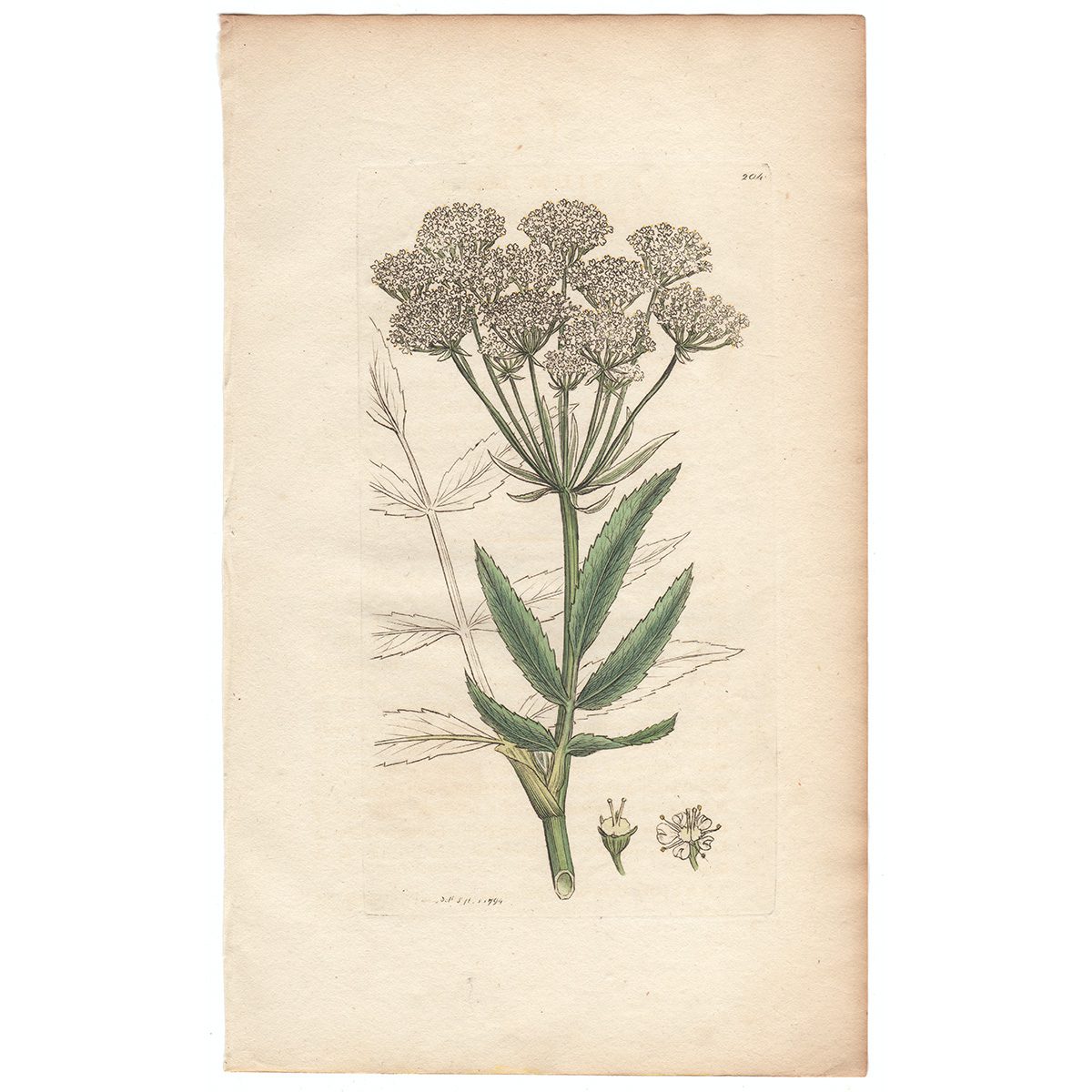Sowerby Botany Plate 204 Broad-leaved Water Parsnep