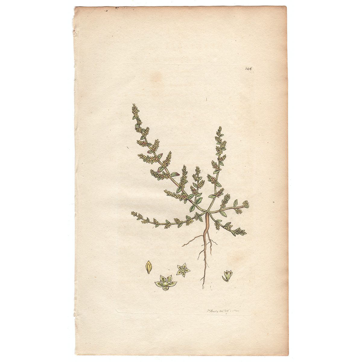 Sowerby Botany Plate 206 Smooth Rupture-Wort